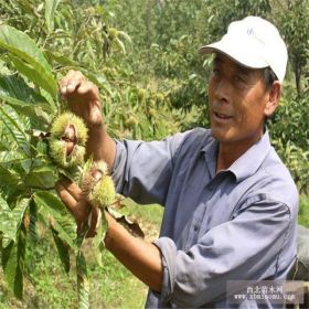 金豐板栗苗批發(fā) 金豐板栗苗基地