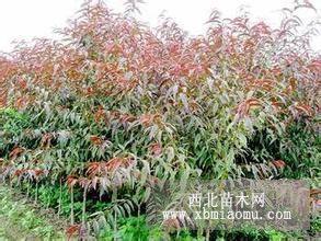 5公分紅葉碧桃樹(shù)苗