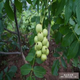 鲁香核桃苗基地 鲁香核桃苗批发