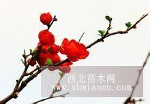 紅梅價(jià)格