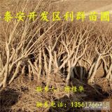 哪里有石榴樹苗出售、石榴樹苗價格、石榴樹苗基地