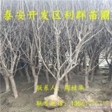 山东石榴树苗、山东石榴树苗价格多少、山东石榴树苗基地