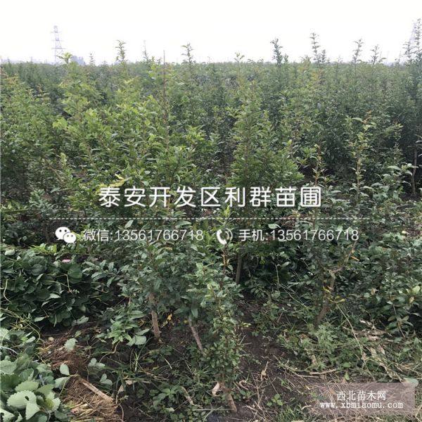 大红袍石榴树苗