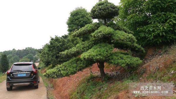 造型羅漢松