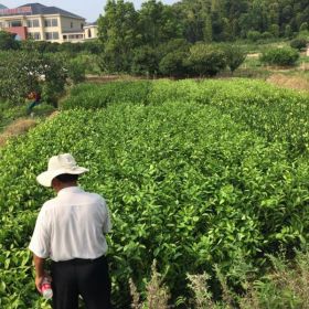 浙江省寧波市象山縣姚家山 丑八怪