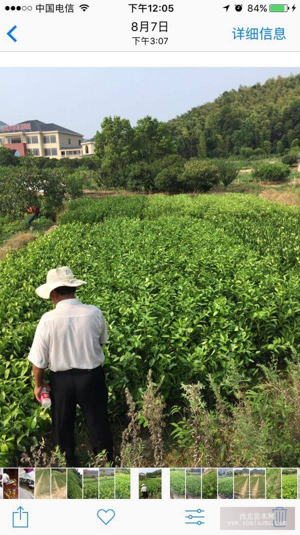 象山 丑八怪