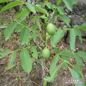 西扶1號核桃樹苗批發(fā) 西扶1號核桃樹苗基地