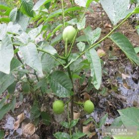 西林2號核桃樹苗價格 西林2號核桃樹苗基地