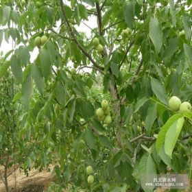 溫185核桃樹苗價格 溫185核桃樹苗基地