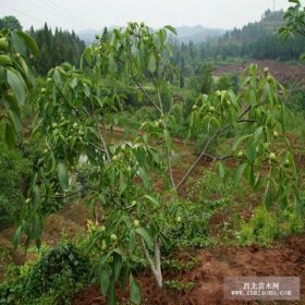 香玲核桃樹苗價格 香玲核桃樹苗批發(fā)