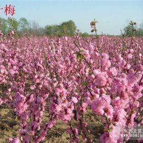 山東榆葉梅基地|青州榆葉梅基地