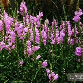 山東青州假龍頭基地|價格