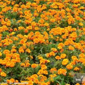 青州孔雀草基地|價格