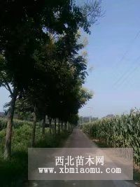 山东16公分栾树价格，栾树真实报价