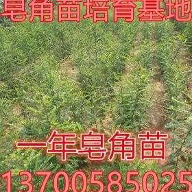 一年大刺皂角苗//一年药用皂角苗==