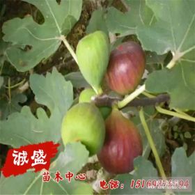 中农矮生无花果苗批发 中农红无花果苗价格 无花果苗哪里买