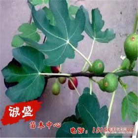 山东无花果树苗 布兰瑞克无花果苗特价 无花果苗基地直售