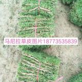 广东草皮=广州草皮=东莞草皮=深圳草皮=韶关草皮批发价格出售