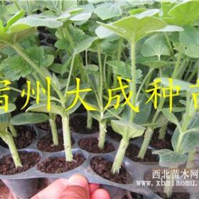 西农八号西瓜苗种植土壤的化学性质