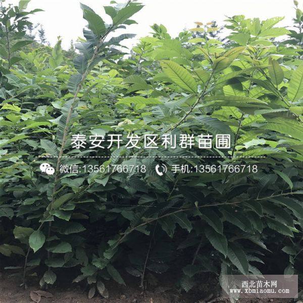 紅栗1號板栗苗