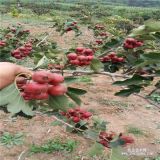 山東嫁接山楂苗 山楂苗品種 甜紅子山楂苗