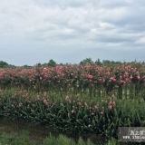 植物造型花瓶,红花紫薇花瓶批发