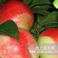 山東臨沂中油4號(hào) 5號(hào) 11號(hào) 早油王 麗春油桃品種苗