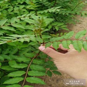 無刺花椒苗基地出售優(yōu)質無刺花椒苗規(guī)格全品種全花椒苗