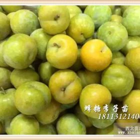 蜂糖李樹苗，蜂糖李子苗，蜂糖李苗，蜂糖李子樹苗價格