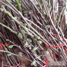 批發(fā)出售瑪斯義陶芬無花果苗（紫陶芬）批發(fā)價格出售中