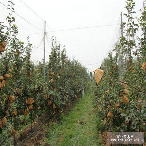 华玉苹果苗批发 华玉苹果苗基地_果树苗_-西北苗木网