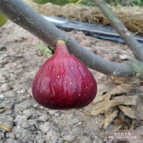 常年大量出售日本紫果無花果苗量大優(yōu)惠