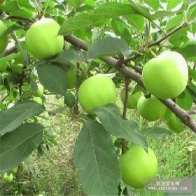 福艳苹果苗批发 福艳苹果苗基地