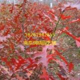 (分析）南京北美紅櫟苗圃價格(行情參數(shù)）