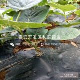 紅心獼猴桃苗、紅心獼猴桃樹苗、紅心獼猴桃樹苗價格多少