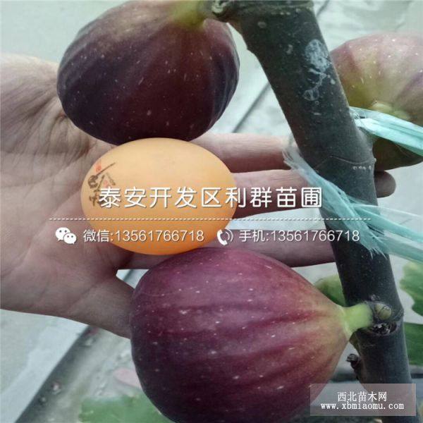 玛斯义陶芬无花果苗