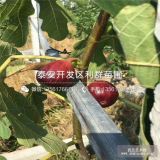 波姬红无花果苗、新品种波姬红无花果苗、波姬红无花果苗价格