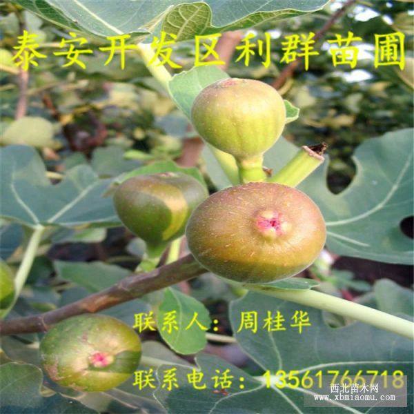 无花果苗