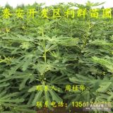 1公分無花果樹苗 2公分無花果樹苗 3公分無花果樹苗價(jià)格