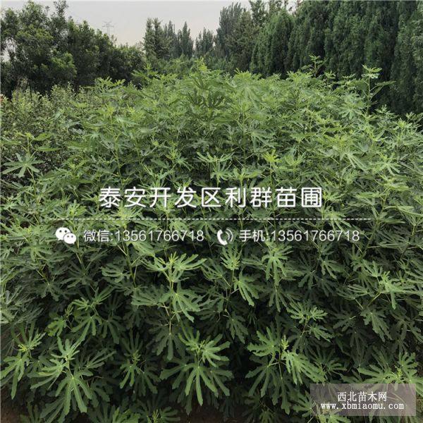 新品种无花果树苗