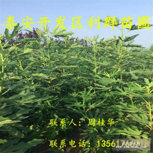 青皮无花果树苗