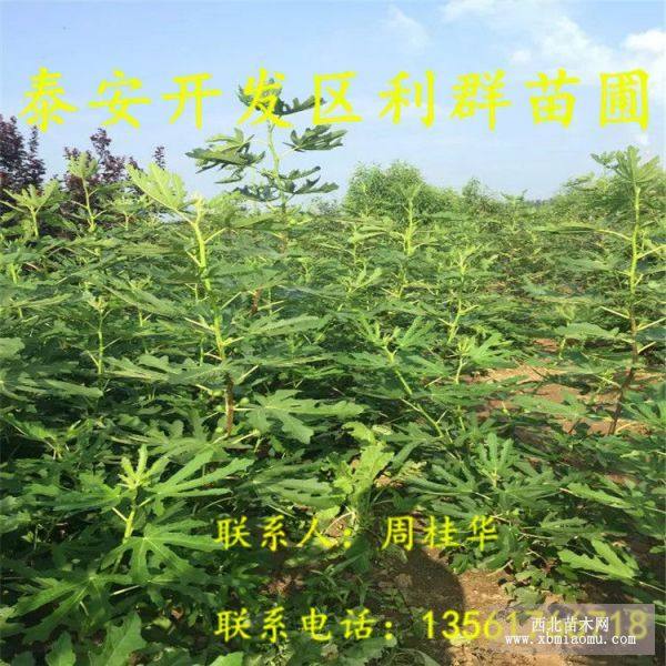 青皮无花果树苗