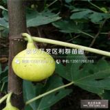 布兰瑞克无花果树苗、2018年布兰瑞克无花果树苗价格