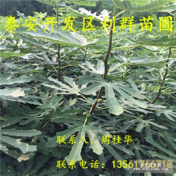 布兰瑞克无花果树苗