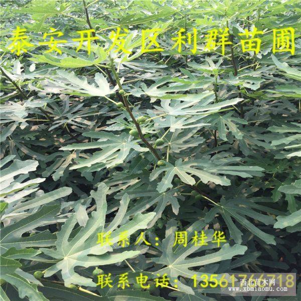 布兰瑞克无花果树苗