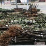 金傲芬无花果苗、金傲芬无花果树苗多少钱一棵