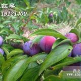 脆紅李樹苗，脆紅李子苗，脆紅李子樹苗，3公分李子樹苗價(jià)格？