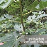 山东泰安无花果当年苗 二年苗批发价格