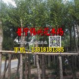 廣東普寧15公分香樟樹(shù)袋苗價(jià)格 15公分香樟樹(shù)批發(fā)商