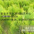 山東臨沂側(cè)柏當(dāng)年小苗 帶營(yíng)養(yǎng)缽側(cè)柏苗批發(fā)價(jià)格